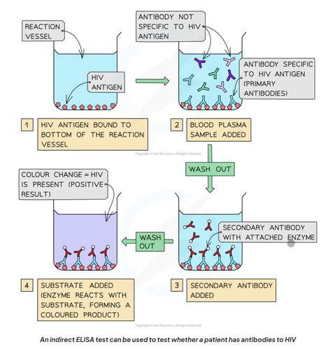 elisa test quizlet|elisa test flash cards.